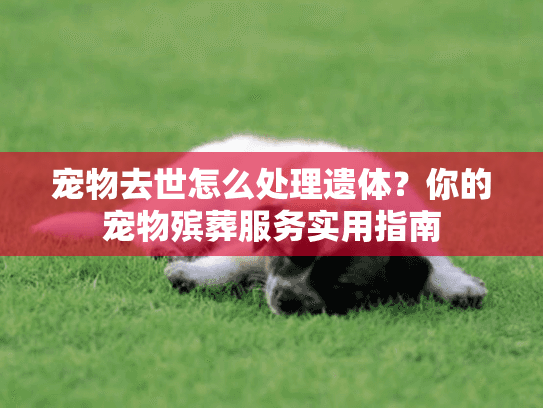 宠物去世怎么处理遗体？你的宠物殡葬服务实用指南