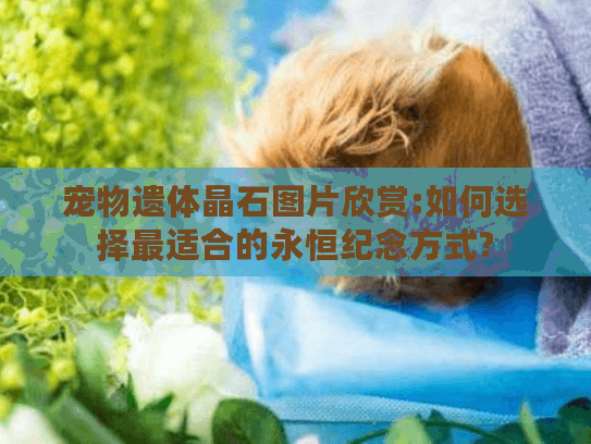 宠物遗体晶石图片欣赏:如何选择最适合的永恒纪念方式?