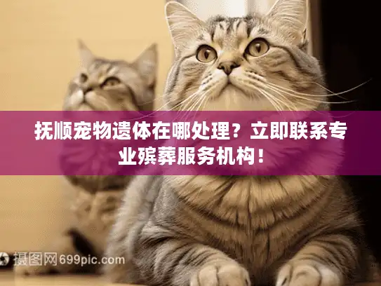 抚顺宠物遗体在哪处理？立即联系专业殡葬服务机构！