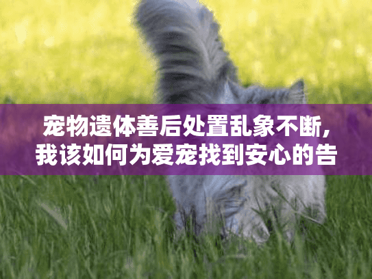 宠物遗体善后处置乱象不断,我该如何为爱宠找到安心的告别服务? 宠物遗体善后处置乱象不断,我该如何为爱宠找到安心的告别服务?