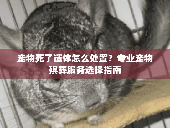 宠物死了遗体怎么处置？专业宠物殡葬服务选择指南