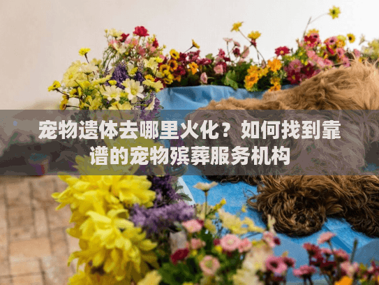 宠物遗体去哪里火化？如何找到靠谱的宠物殡葬服务机构