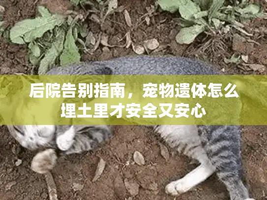 后院告别指南，宠物遗体怎么埋土里才安全又安心