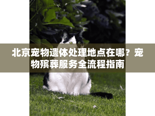 北京宠物遗体处理地点在哪?宠物殡葬服务全流程指南 北京宠物遗体处理地点在哪?宠物殡葬服务全流程指南
