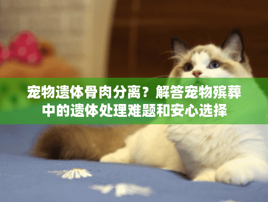 宠物遗体骨肉分离？解答宠物殡葬中的遗体处理难题和安心选择