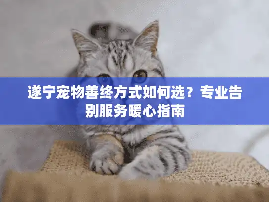 遂宁宠物善终方式如何选？专业告别服务暖心指南