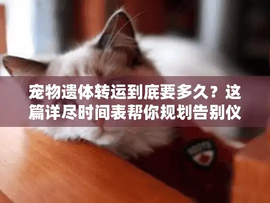 宠物遗体转运到底要多久？这篇详尽时间表帮你规划告别仪式