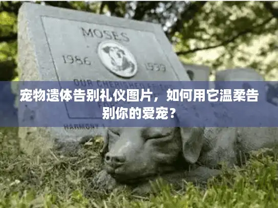 宠物遗体告别礼仪图片,如何用它温柔告别你的爱宠? 宠物遗体告别礼仪图片,如何用它温柔告别你的爱宠?