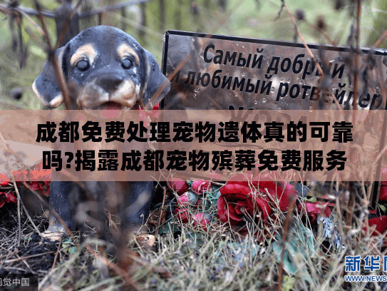 成都免费处理宠物遗体真的可靠吗?揭露成都宠物殡葬免费服务实情