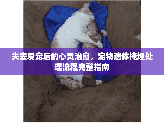 失去爱宠后的心灵治愈，宠物遗体掩埋处理流程完整指南