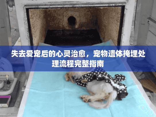 失去爱宠后的心灵治愈，宠物遗体掩埋处理流程完整指南