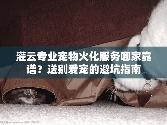 灌云专业宠物火化服务哪家靠谱？送别爱宠的避坑指南
