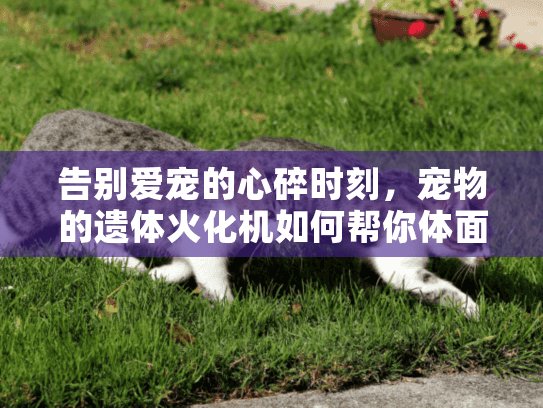 告别爱宠的心碎时刻,宠物的遗体火化机如何帮你体面送行 告别爱宠的心碎时刻,宠物的遗体火化机如何帮你体面送行
