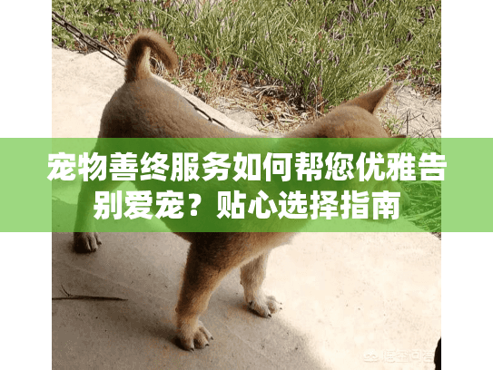 宠物善终服务如何帮您优雅告别爱宠？贴心选择指南