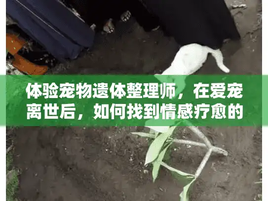 体验宠物遗体整理师，在爱宠离世后，如何找到情感疗愈的尊严告别？