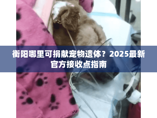 衡阳哪里可捐献宠物遗体？2025最新官方接收点指南