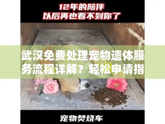 武汉免费处理宠物遗体服务流程详解?轻松申请指南 武汉免费处理宠物遗体服务流程详解?轻松申请指南