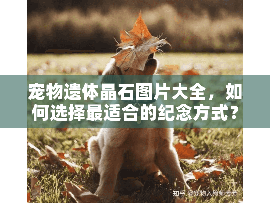 宠物遗体晶石图片大全，如何选择最适合的纪念方式？