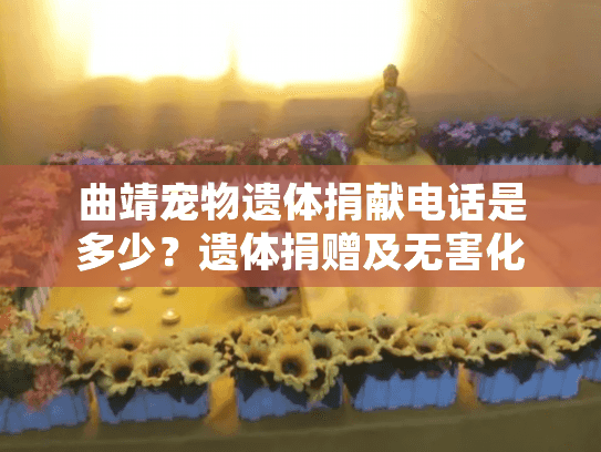 曲靖宠物遗体捐献电话是多少？遗体捐赠及无害化处理咨询指南