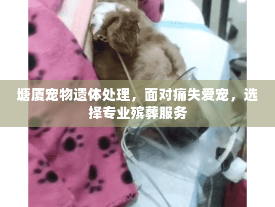 塘厦宠物遗体处理，面对痛失爱宠，选择专业殡葬服务
