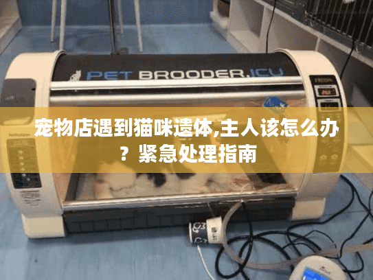 宠物店遇到猫咪遗体,主人该怎么办？紧急处理指南