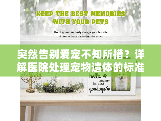 突然告别爱宠不知所措？详解医院处理宠物遗体的标准化流程