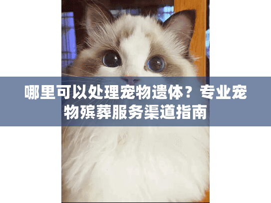 哪里可以处理宠物遗体？专业宠物殡葬服务渠道指南