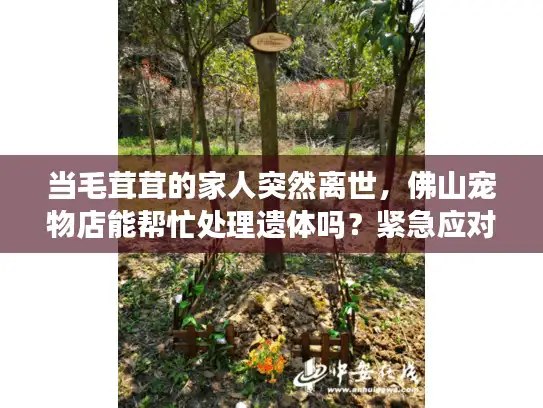 当毛茸茸的家人突然离世，佛山宠物店能帮忙处理遗体吗？紧急应对指南