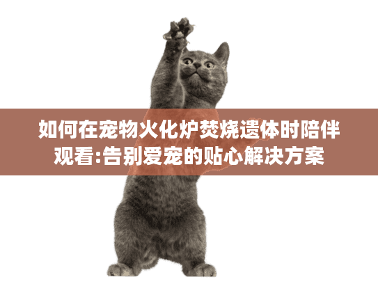 如何在宠物火化炉焚烧遗体时陪伴观看:告别爱宠的贴心解决方案
