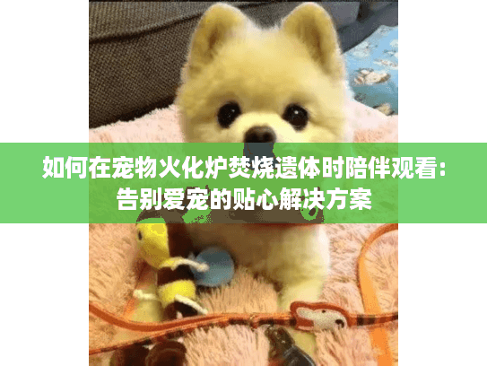 如何在宠物火化炉焚烧遗体时陪伴观看:告别爱宠的贴心解决方案