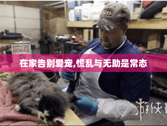 在家告别爱宠,慌乱与无助是常态