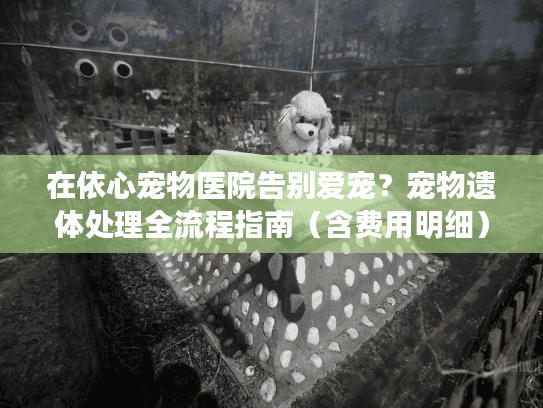 在依心宠物医院告别爱宠？宠物遗体处理全流程指南（含费用明细）