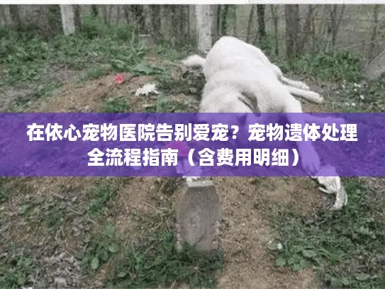 在依心宠物医院告别爱宠？宠物遗体处理全流程指南（含费用明细）