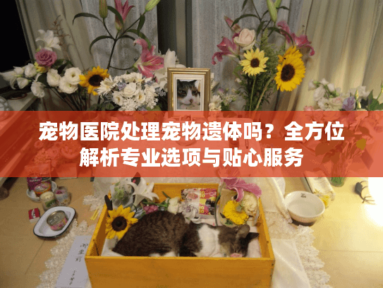 宠物医院处理宠物遗体吗？全方位解析专业选项与贴心服务