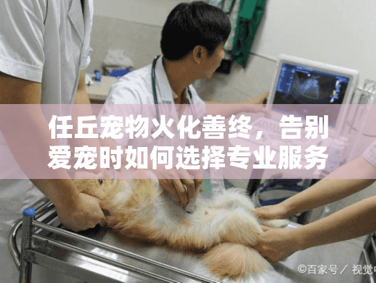 任丘宠物火化善终,告别爱宠时如何选择专业服务? 任丘宠物火化善终,告别爱宠时如何选择专业服务?