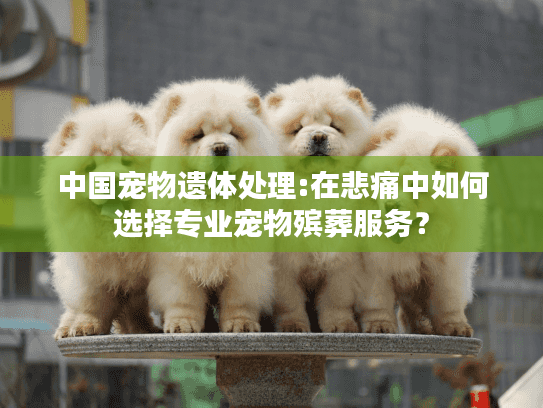 中国宠物遗体处理:在悲痛中如何选择专业宠物殡葬服务? 中国宠物遗体处理:在悲痛中如何选择专业宠物殡葬服务?