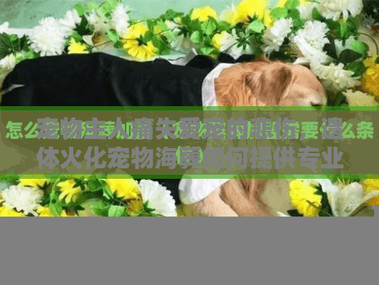 宠物主人痛失爱宠的悲伤，遗体火化宠物海葬如何提供专业安心服务？