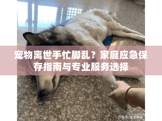宠物离世手忙脚乱?家庭应急保存指南与专业服务选择 宠物离世手忙脚乱?家庭应急保存指南与专业服务选择