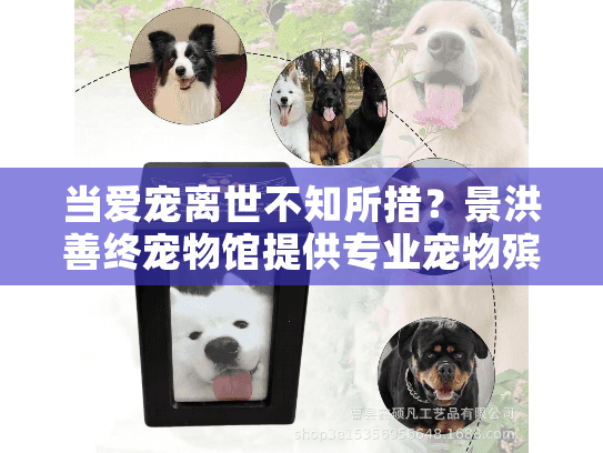 当爱宠离世不知所措？景洪善终宠物馆提供专业宠物殡葬服务助您安心
