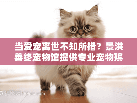 当爱宠离世不知所措？景洪善终宠物馆提供专业宠物殡葬服务助您安心
