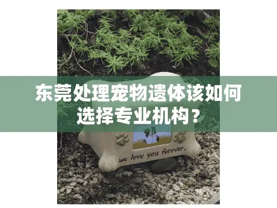 东莞处理宠物遗体该如何选择专业机构？