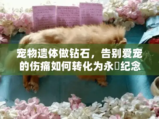 宠物遗体做钻石，告别爱宠的伤痛如何转化为永恆纪念？