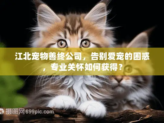 江北宠物善终公司，告别爱宠的困惑，专业关怀如何获得？