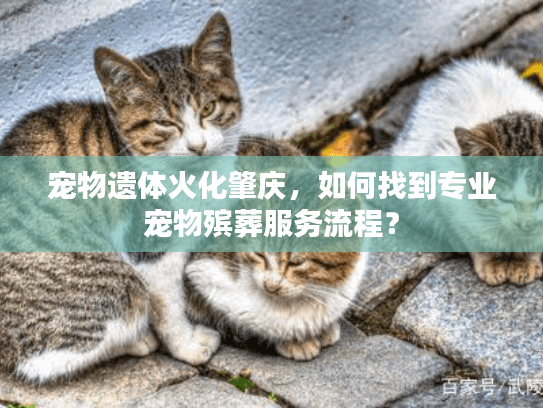 宠物遗体火化肇庆,如何找到专业宠物殡葬服务流程? 宠物遗体火化肇庆,如何找到专业宠物殡葬服务流程?