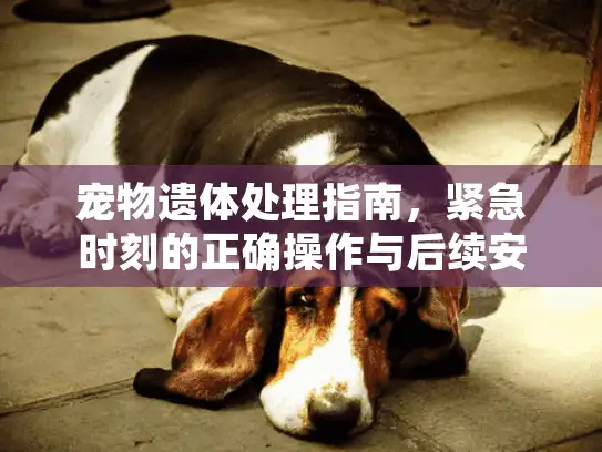 宠物遗体处理指南,紧急时刻的正确操作与后续安排 宠物遗体处理指南,紧急时刻的正确操作与后续安排