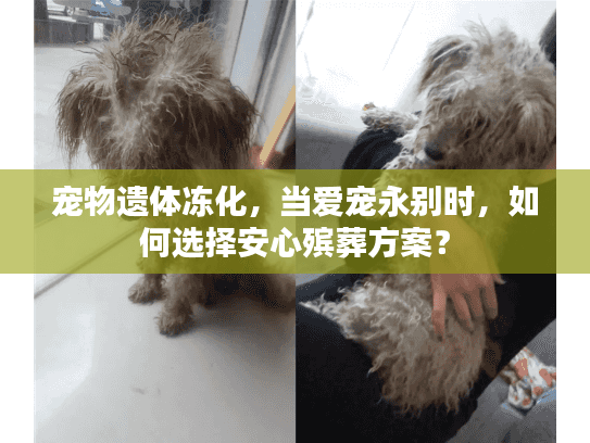 宠物遗体冻化，当爱宠永别时，如何选择安心殡葬方案？