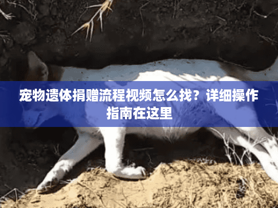 宠物遗体捐赠流程视频怎么找？详细操作指南在这里