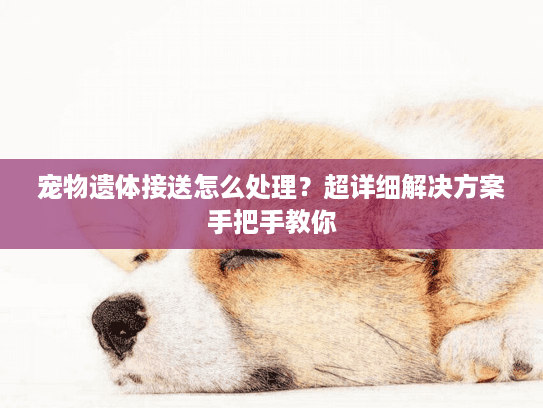 宠物遗体接送怎么处理？超详细解决方案手把手教你