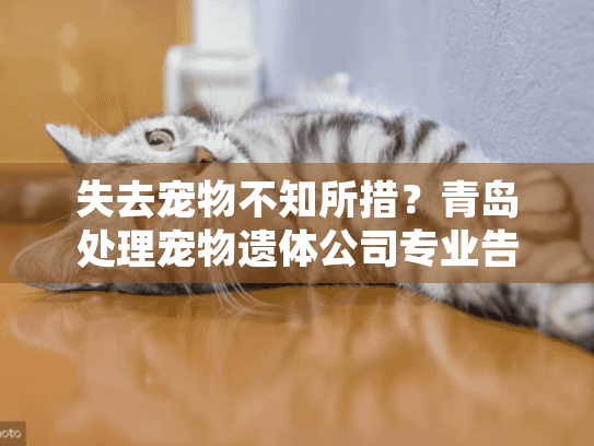 失去宠物不知所措？青岛处理宠物遗体公司专业告别服务方案