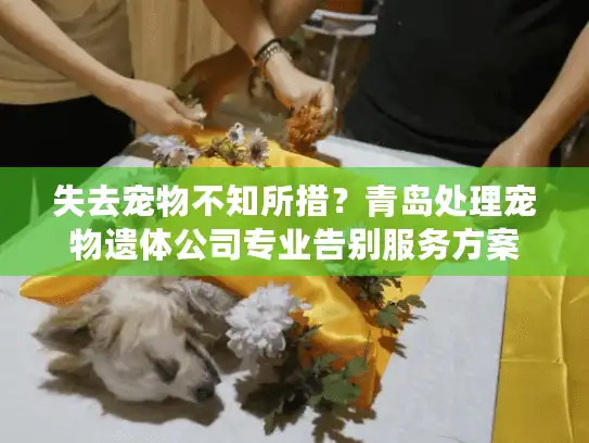 失去宠物不知所措？青岛处理宠物遗体公司专业告别服务方案